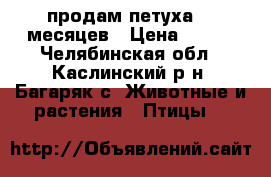 продам петуха  7 месяцев › Цена ­ 700 - Челябинская обл., Каслинский р-н, Багаряк с. Животные и растения » Птицы   